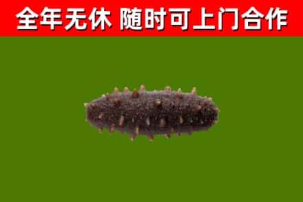 泗市烟酒回收干海参.jpg